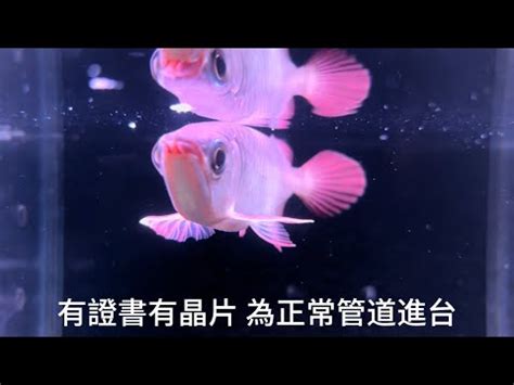 紅龍幼魚|亞洲龍魚 